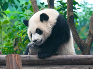 Obraz na płótnie Canvas Chiński panda bear