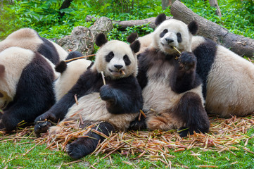 Fototapeta na wymiar Panda ponosi jedzenia razem
