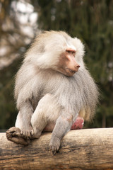 Baboon