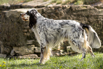 cane di razza Setter