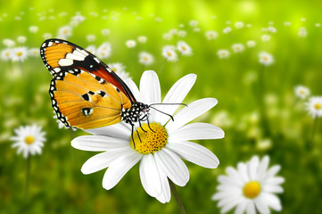 Schmetterling 100
