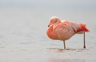 Naklejka premium Chilean Flamingo at a lake in the Netherlands