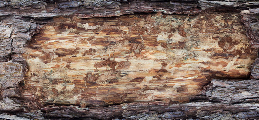 wood cross section, backgrounds bark and wood texture