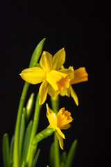 Daffodil