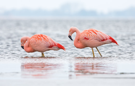 Fototapeta Chilean Flamingo at a lake in the Netherlands