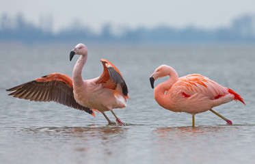 Naklejka premium Chilean Flamingo
