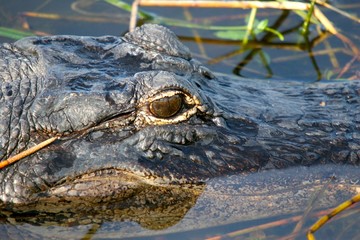 Alligator Gaze