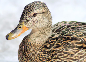Mallard Duck Female - also called a Hen
