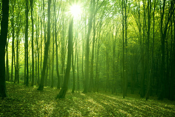 Fototapeta premium las