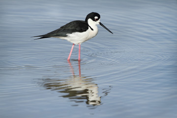 Black-necked Stilt (Himantopus mexicanus) - Texas