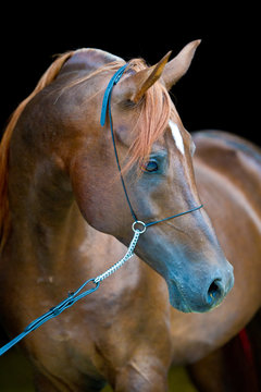 Bay arabian horse outdoors summers portrait in darkgreen