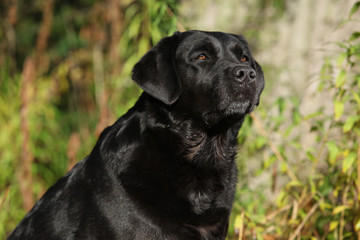 Portrait of beautiful black labrador retriever