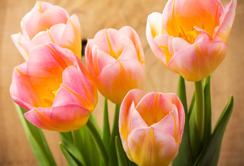 Naklejka premium Tulips.