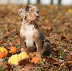 Louisiana Catahoula puppy with pumpkins in Autumn