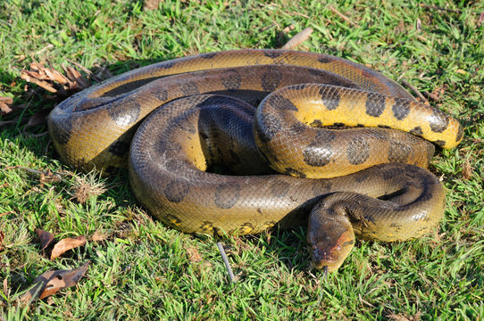 Anaconda in Venezuela