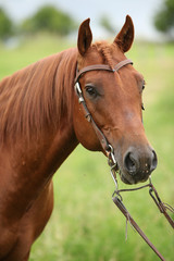 Obraz na płótnie Canvas Nice Quarter horse stallion with western bridle