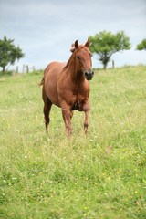 Naklejka na ściany i meble Nice Quarter horse stallion running on pasturage