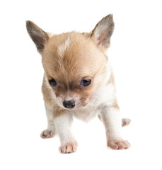 Chihuahua