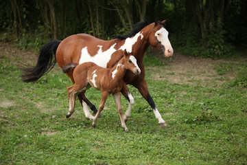 Fototapeta na wymiar Farba klaczy konia z adorable ¼rebię na pastwisku