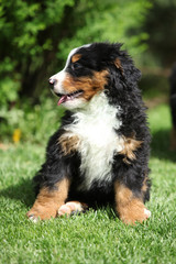 Bernese Mountain Dog puppy sitting on the grass