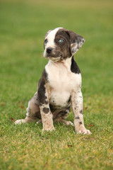 Louisiana Catahoula puppy on the grass