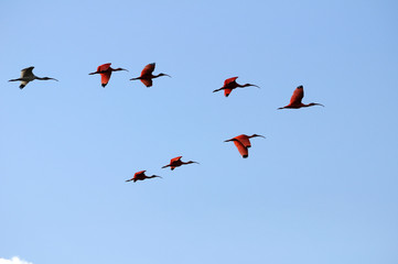 Scarlet Ibis squadron - obrazy, fototapety, plakaty