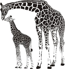 Naklejka premium Family of giraffes
