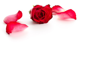 Rosenblüte und Blütenblätter