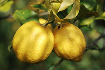 Lemon Tree With Fruits
