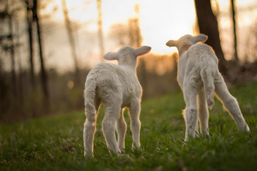 twin lambs in pasture