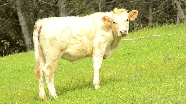 bacuno en el campo
