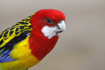 Rosella
