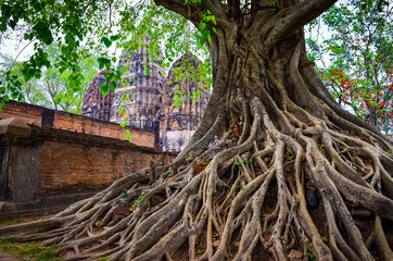 Tree roots in Sukhothai historical park with temple background