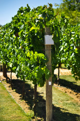 Fototapeta na wymiar Vine growth variety on plantation