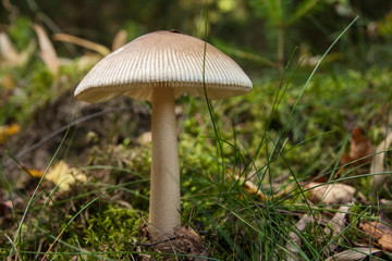 grauer Scheidenstreifling