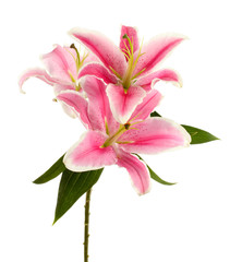 beautiful pink lily, isolated on white