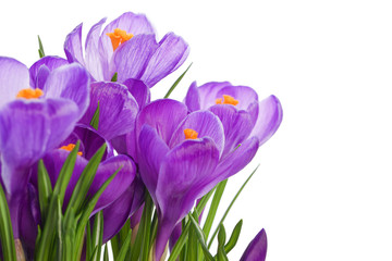 plante fleur sauvage crocus violet au printemps
