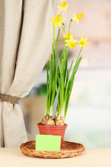 Beautiful yellow daffodils in flowerpot on window background