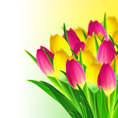 Tulips bouquet