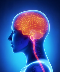 Female brain anatomy lateral view