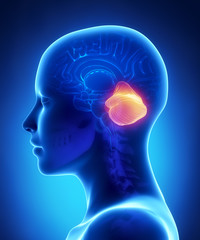 Cerebellum - female brain anatomy lateral view - obrazy, fototapety, plakaty
