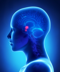 Pituitary gland - female brain anatomy lateral view - obrazy, fototapety, plakaty