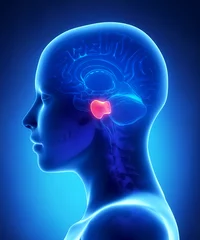 Foto op Plexiglas Brain pons - female brain anatomy lateral view © CLIPAREA.com