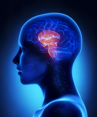Brain stem - female brain anatomy lateral view