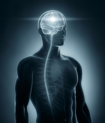 Brain and spinal cord medical x-ray scan
