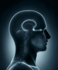 Fototapeta premium Olfactory bulb medical x-ray scan