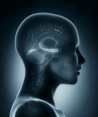Hyppocampus medical x-ray scan