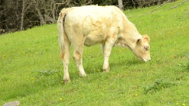 bacuno en el campo