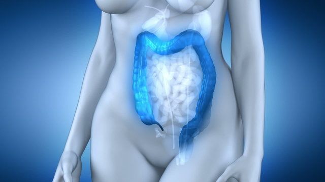 Female colon anatomy