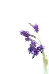 Fototapeta premium Lavender on white background